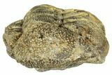 Bargain, Wide Enrolled Morocops Trilobite - Morocco #323537-2